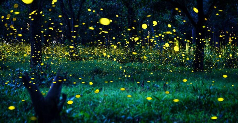 From Kuala Lumpur: Private Fireflies Tour and Seafood Dinner