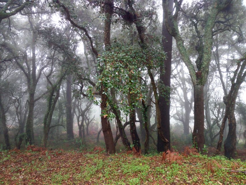 From Lagos: Monchique Guided Forest Walk W/Medronho Tasting - Activity Overview