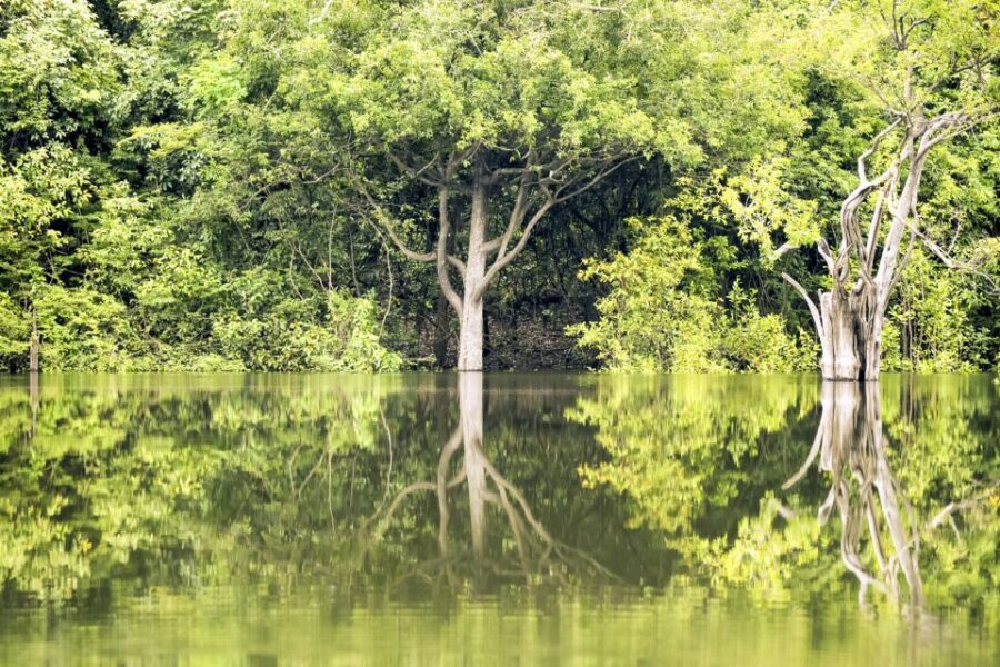 From Manaus Cruise Terminal: Amazon Rainforest Highlights