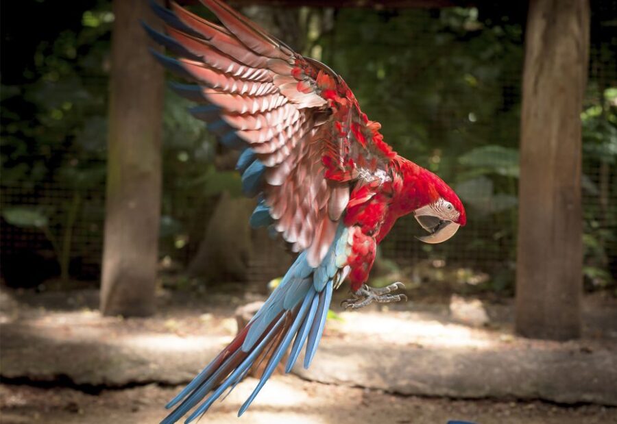 From Puerto Iguazu: Brazilian Bird Park Tour With Tickets