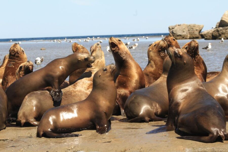 From Puerto Madryn: City and Punta Loma Tour