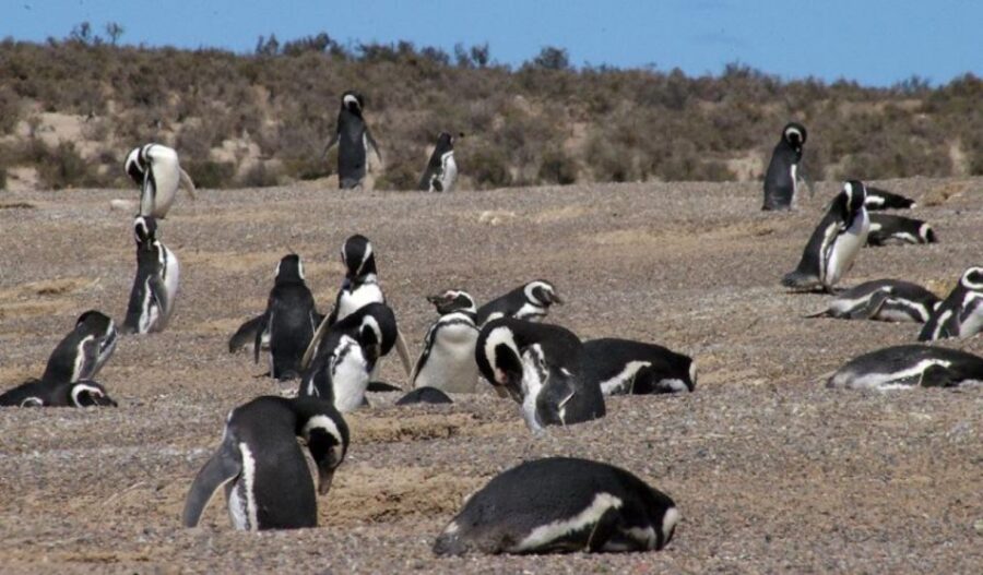 From Puerto Madryn: Penguin Tour & Valdés Peninsula Day Trip
