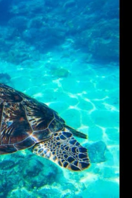 From Riviera Maya: 3 Cenotes Snorkeling Tour
