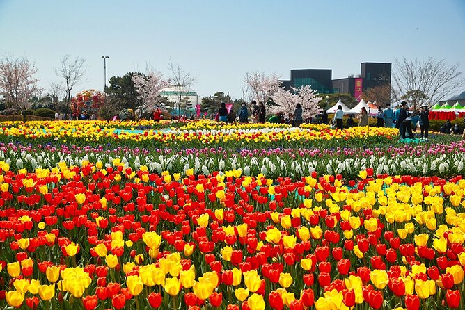 From Seoul: Taean Tulip Festival & Strawberry Picking Day Tour