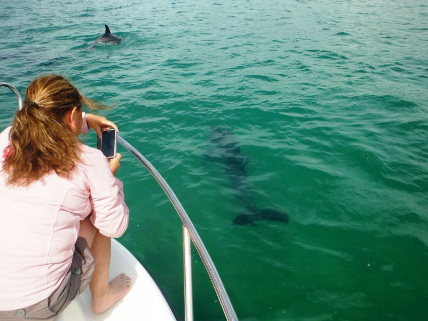 From Sesimbra: Arrábida Dolphin Watching Boat Tour