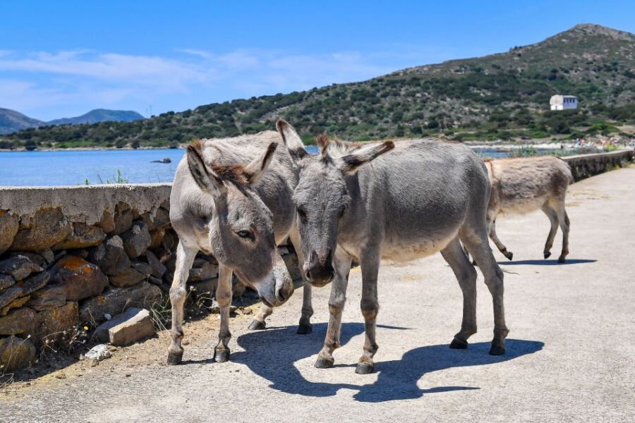 7 Best Cruises And Boat Tours In Stintino