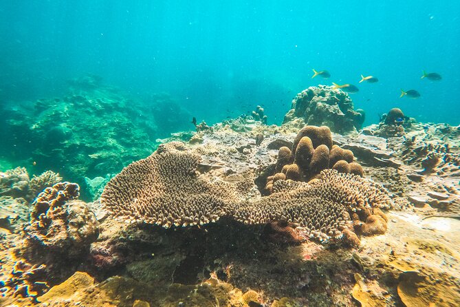 Full-Day Cruise of Koh Nang Yuan and Koh Tao From Koh Samui