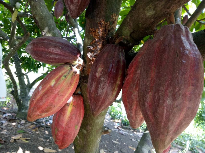 Full Day Experience to Farm and Chocolate