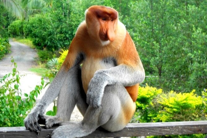 Full Day Orang Utan Sepilok, Proboscis Monkey, Sunbear, RDC