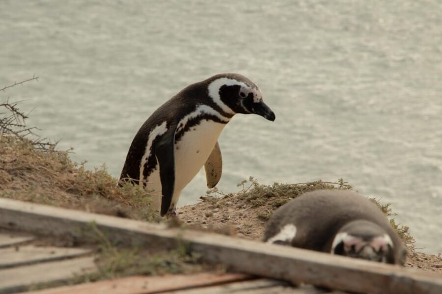 9 Best Full-Day Tours In Puerto Madryn