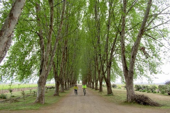 Full-Day Private Maipo Valley Bike Tour and Wine Tasting From Santiago