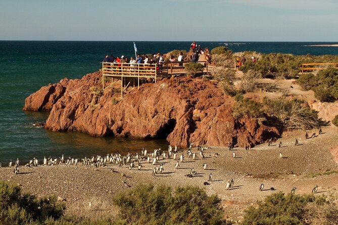 3 Best Walking Tours In Puerto Madryn