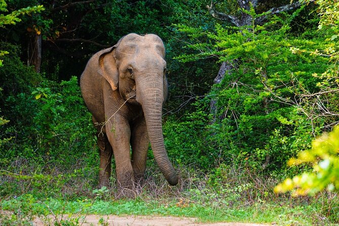 Full Day Safari - Leopard Tour Yala - 04.30 Am to 06.00 Pm
