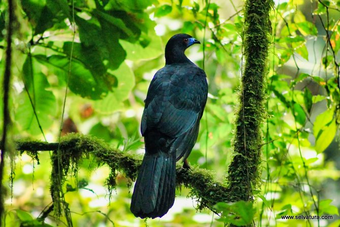Full Day to Selvatura Monteverde Cloud Forest From Guanacaste