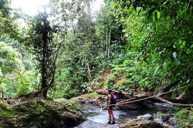 Full-Day Tour in Sirena and San Pedrillo With Lunch