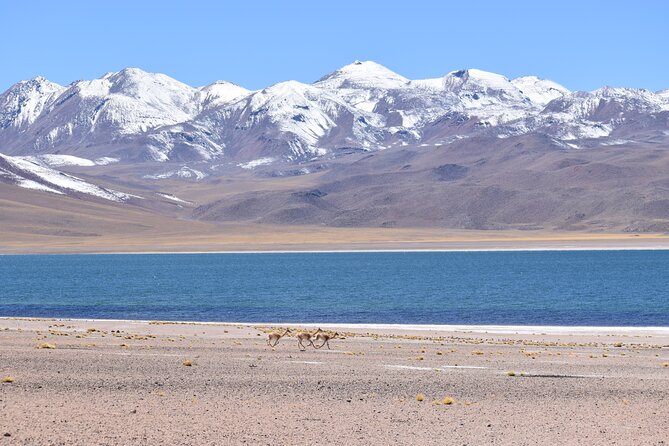 Full Day Tour Piedras Rojas Altiplanic Lagoons Chaxa Lagoon