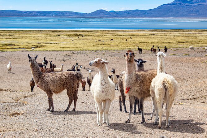 Full Day Tour To The Salt Lake Salinas in Arequipa