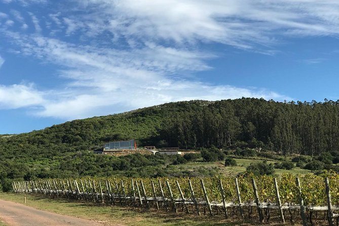 Full Experience Tasting Menu Viña Edén - Vineyard and Winery Tour