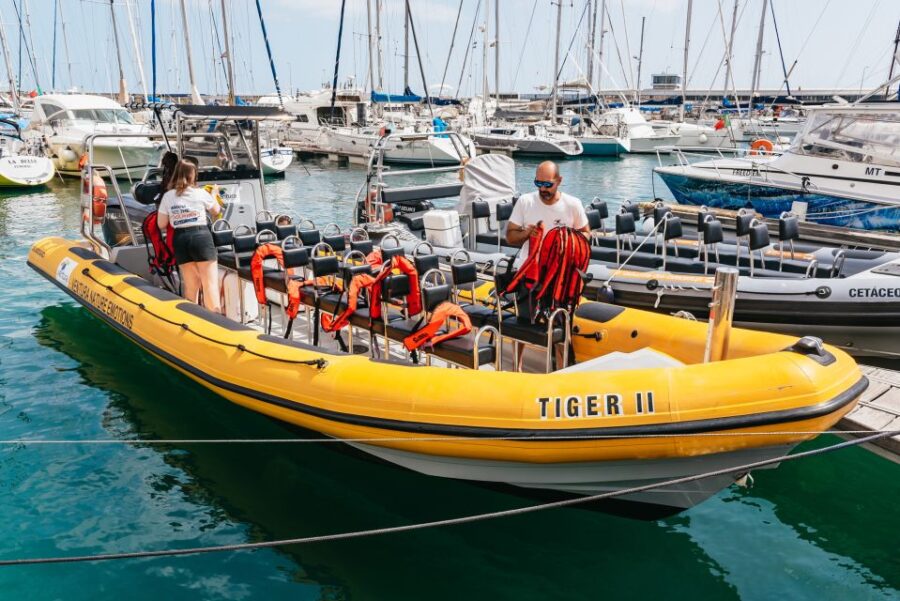 Funchal: Whale and Dolphin Watching Speed Boat Tour
