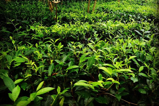 Galle Fort And Tea Factory Visit