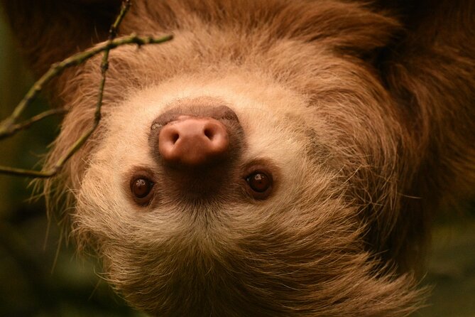 Group Guided Night Walking Tour in Monteverde