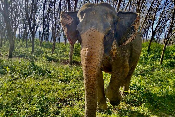Guide Tour to Khaolak Elephant Sanctuary in Small Group