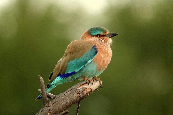 Guided Keoladeo Bird National Park Tour in Bharatpur From Jaipur