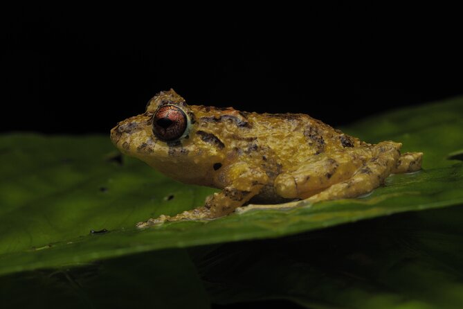 Guided Night Walk in Monteverde