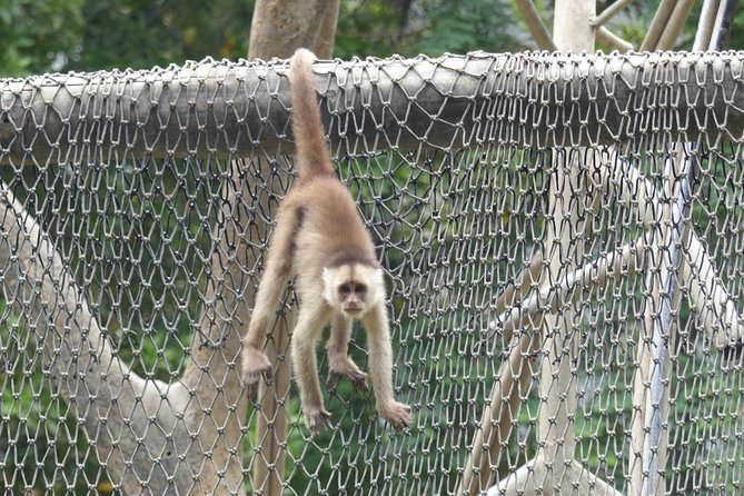 Half Day Guayaquil History Tour and Ecuadorian Cuisine With Cocoa - Tour Overview and Highlights