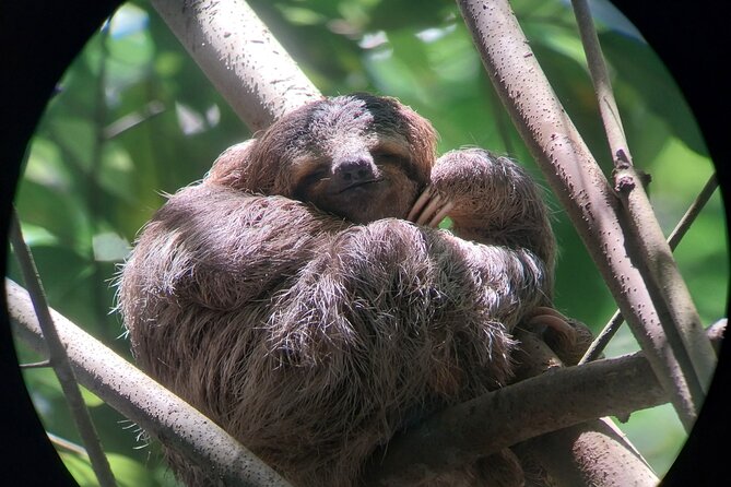Half Day Guided Hiking at Manuel Antonio National Park - Meeting and Logistics
