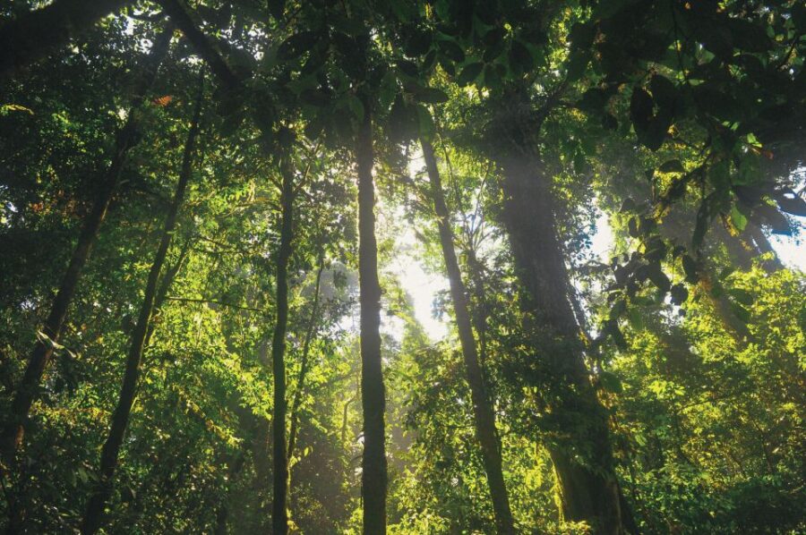 Half-Day Iguazú Forest Adventure - Activity Overview