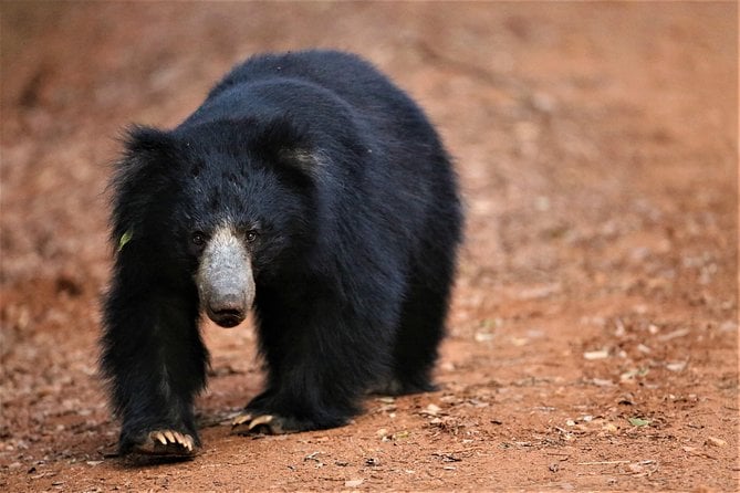 Half Day Safari at Yala National Park With Lunch