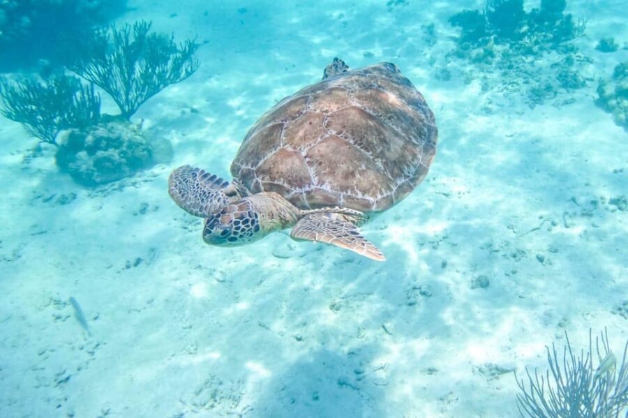 Half Day Semiprivate Snorkeling Tour With Turtles & Cenote