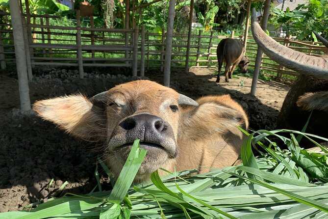Half-Day Thai CookingClass at A Roi Dee Organic Farm in ChiangMai - Overview of the Cooking Class