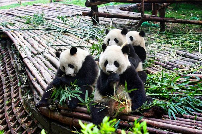 Half-Day Tour at Chengdu Panda Breeding Research Base - Tour Overview