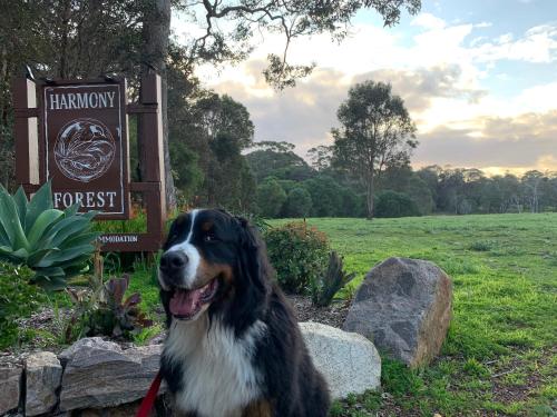 Harmony Forest Cottages & Lake Side Lodge - Location and Accessibility