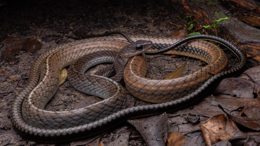 Herpetofauna Night Walk