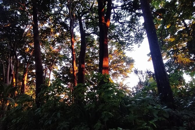 Hike to Elephant Beach Exploring Tropical Flora and Fauna
