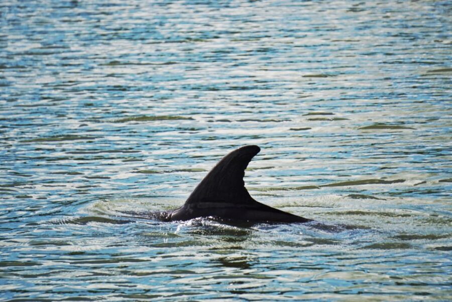 Hilton Head Island: Disappearing Island Dolphin Tour