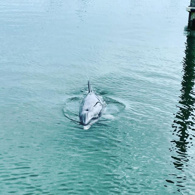 Hilton Head Island: Dolphin Cruise & Nature Tour