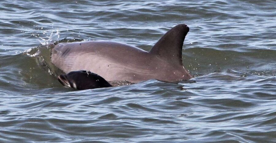 Hilton Head Island: Dolphin Watching Cruise With Donuts