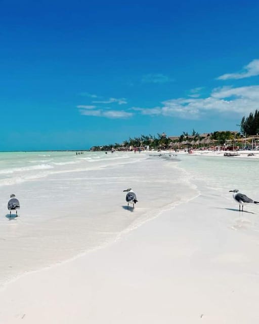 Holbox: Private Boat Tour With Breakfast and Lunch