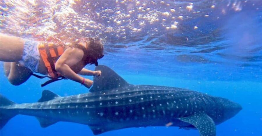 7 Best Whale Watching Experiences In Holbox