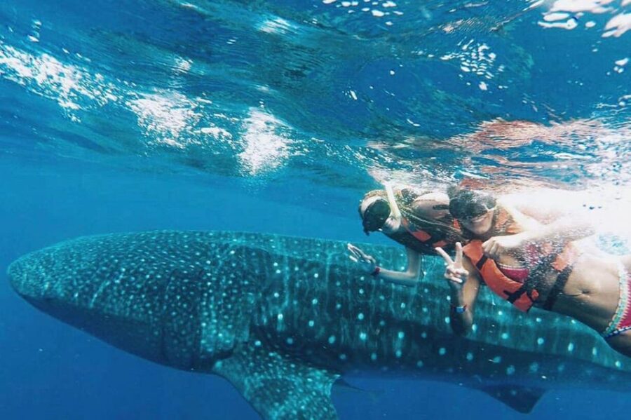 Holbox: Whale Shark