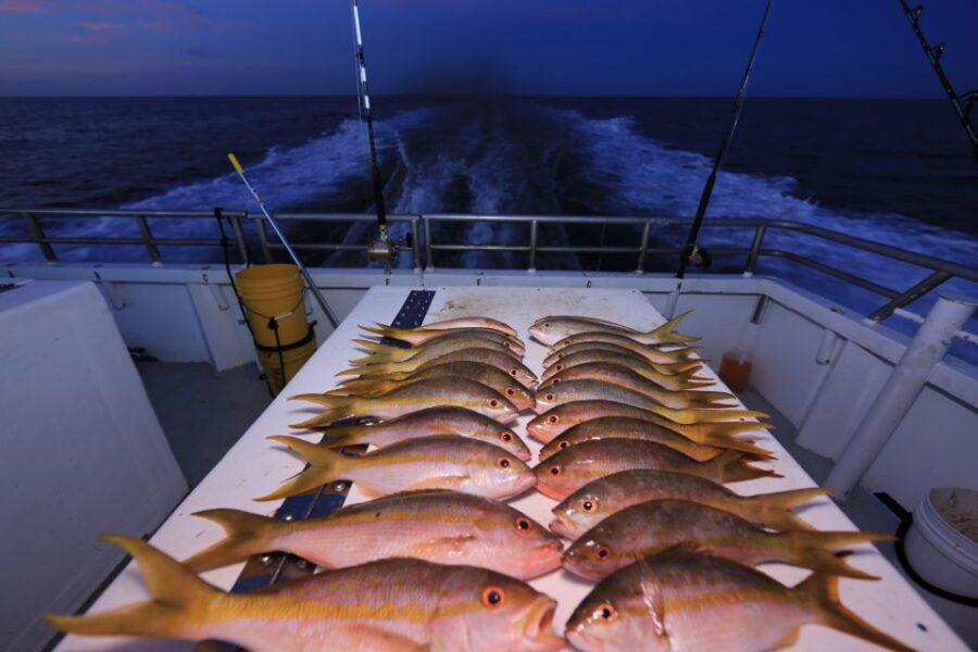 Hollywood, FL: Family-Friendly Drift Fishing Boat Trip - Trip Overview and Pricing