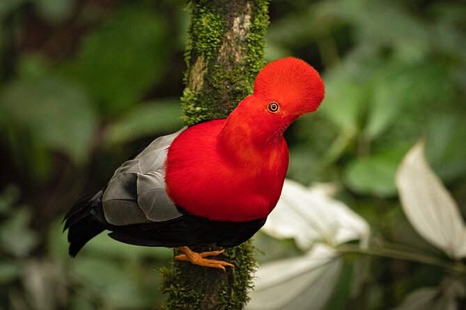 HUMMINGBIRD EXPEDITION – Searching for the Cloud Forest Jewels.