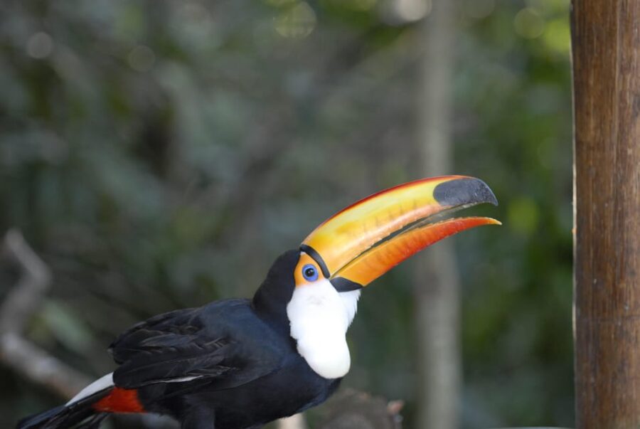 Immersive Iguazú Falls: Guided Walk, Train Ride & Boat