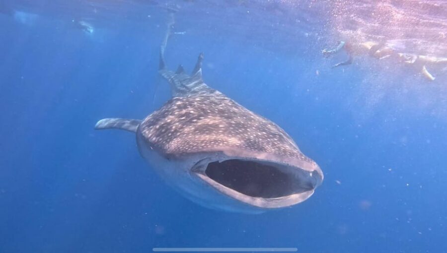Isla Mujeres – Whale Shark and Manta Ray Snorkeling