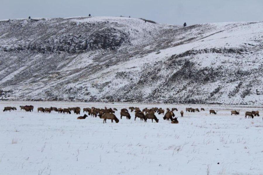 Jackson: National Elk Refuge Sleigh Ride - Activity Overview