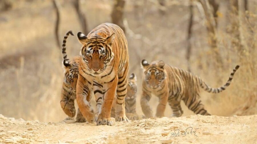 Jaipur To Ranthambore One Way Private Transfer - Transfer Overview